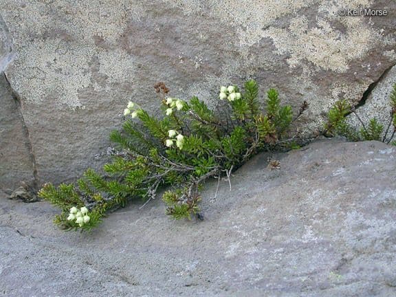Gelbe Bergheide 9