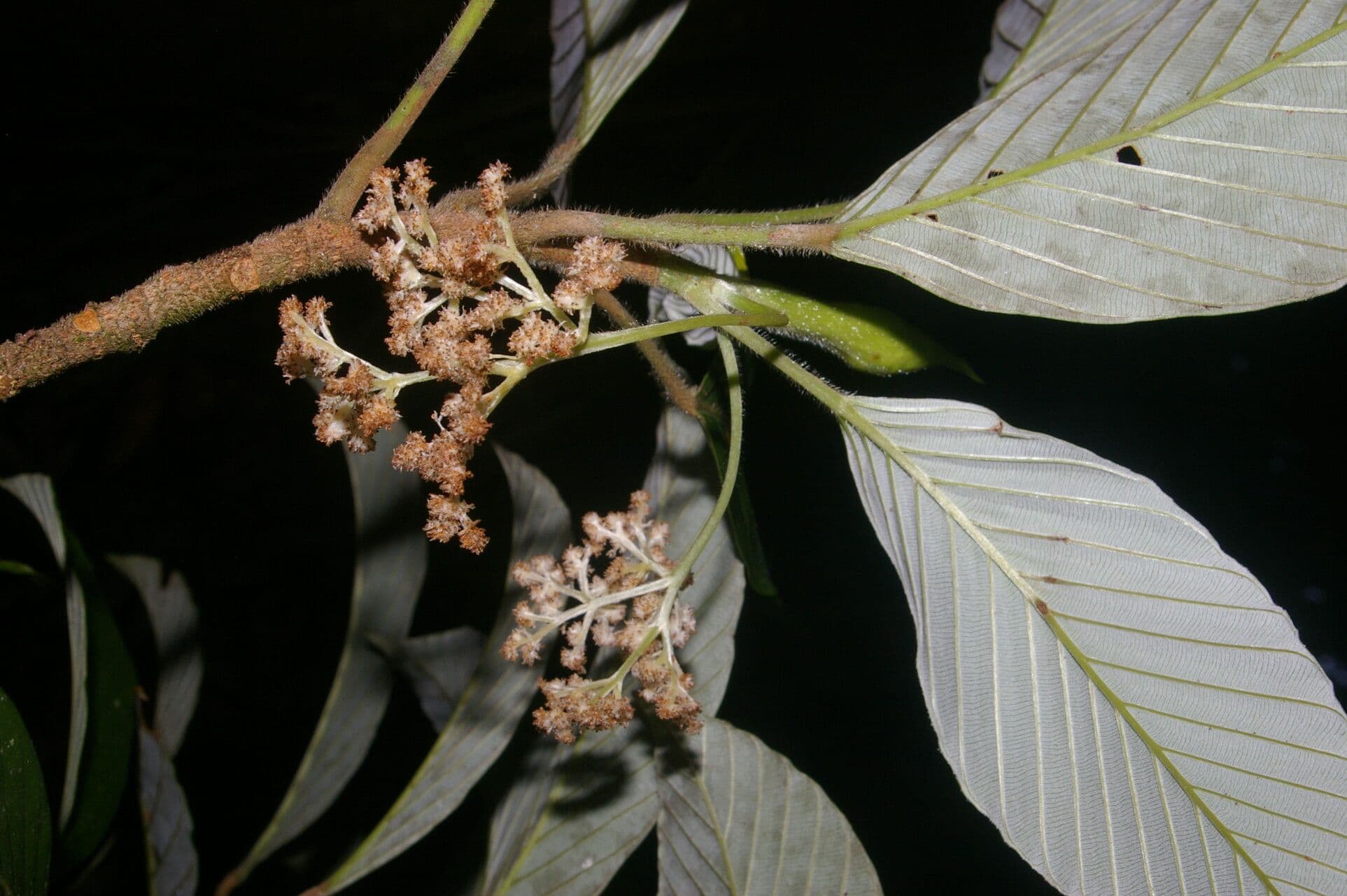Pourouma 5