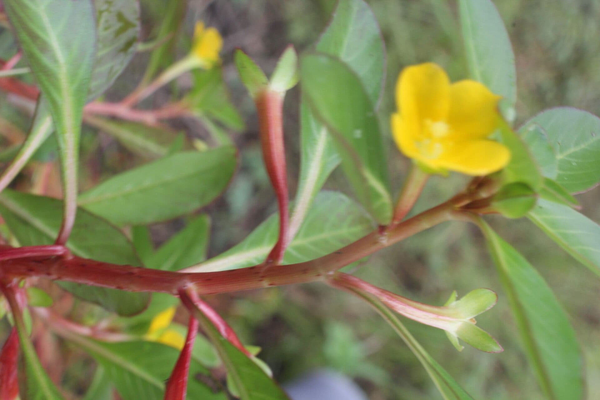 Ludwigia 11