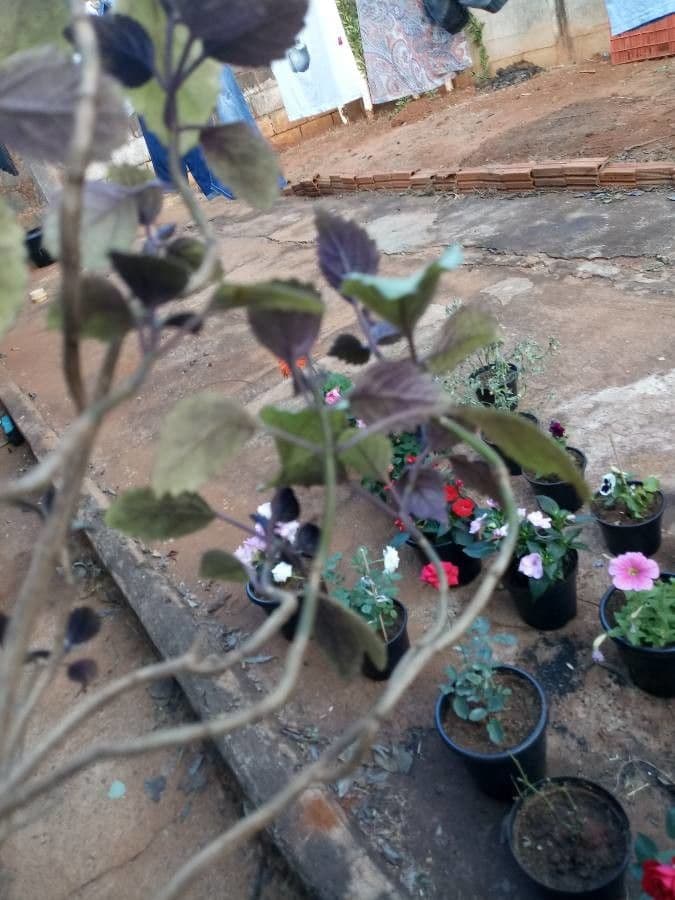 Plectranthus 10