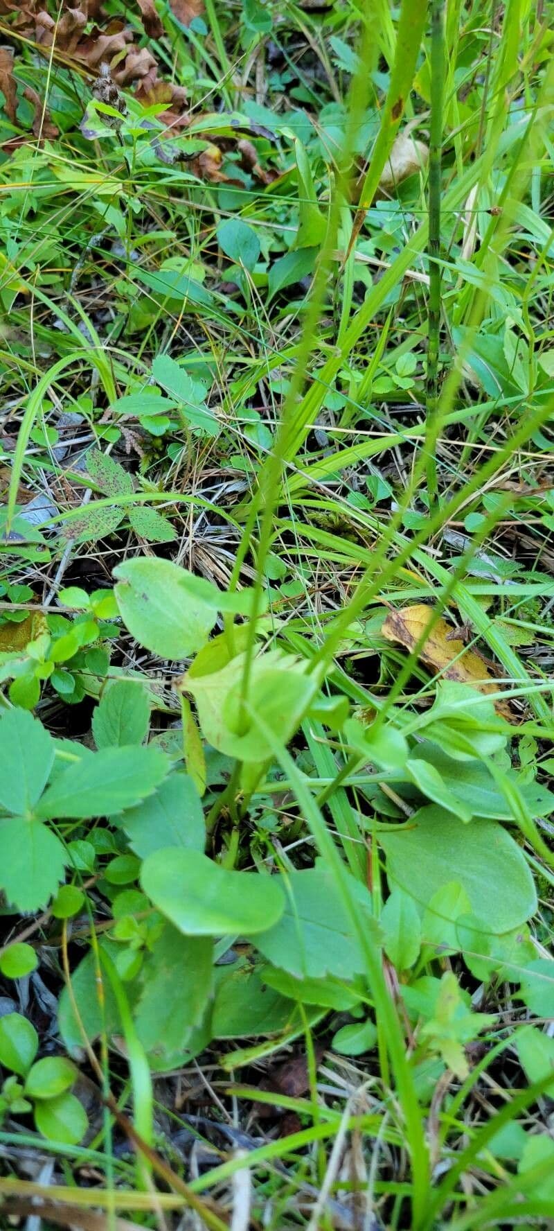 Parnassia glauca 11