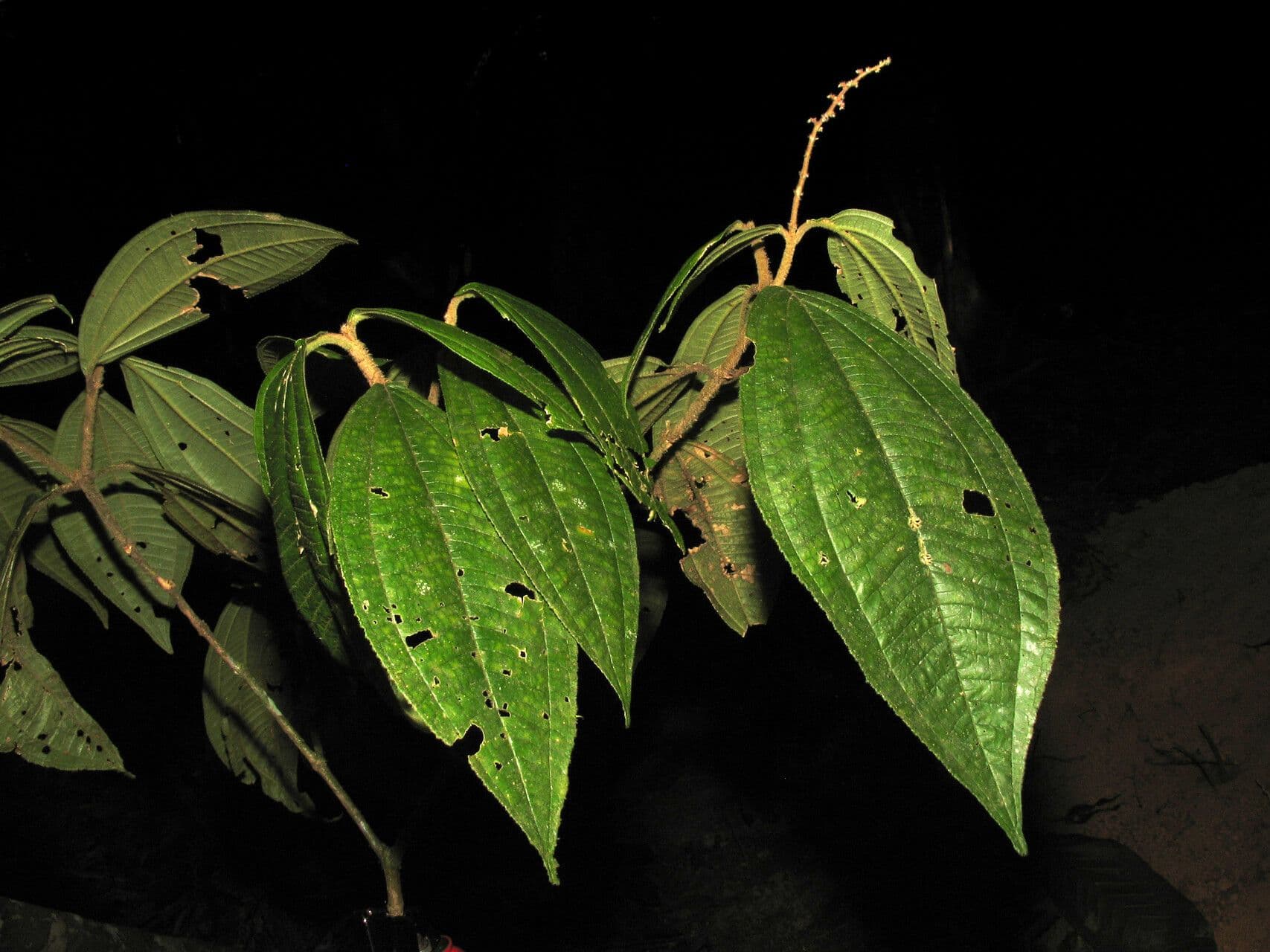 Miconia