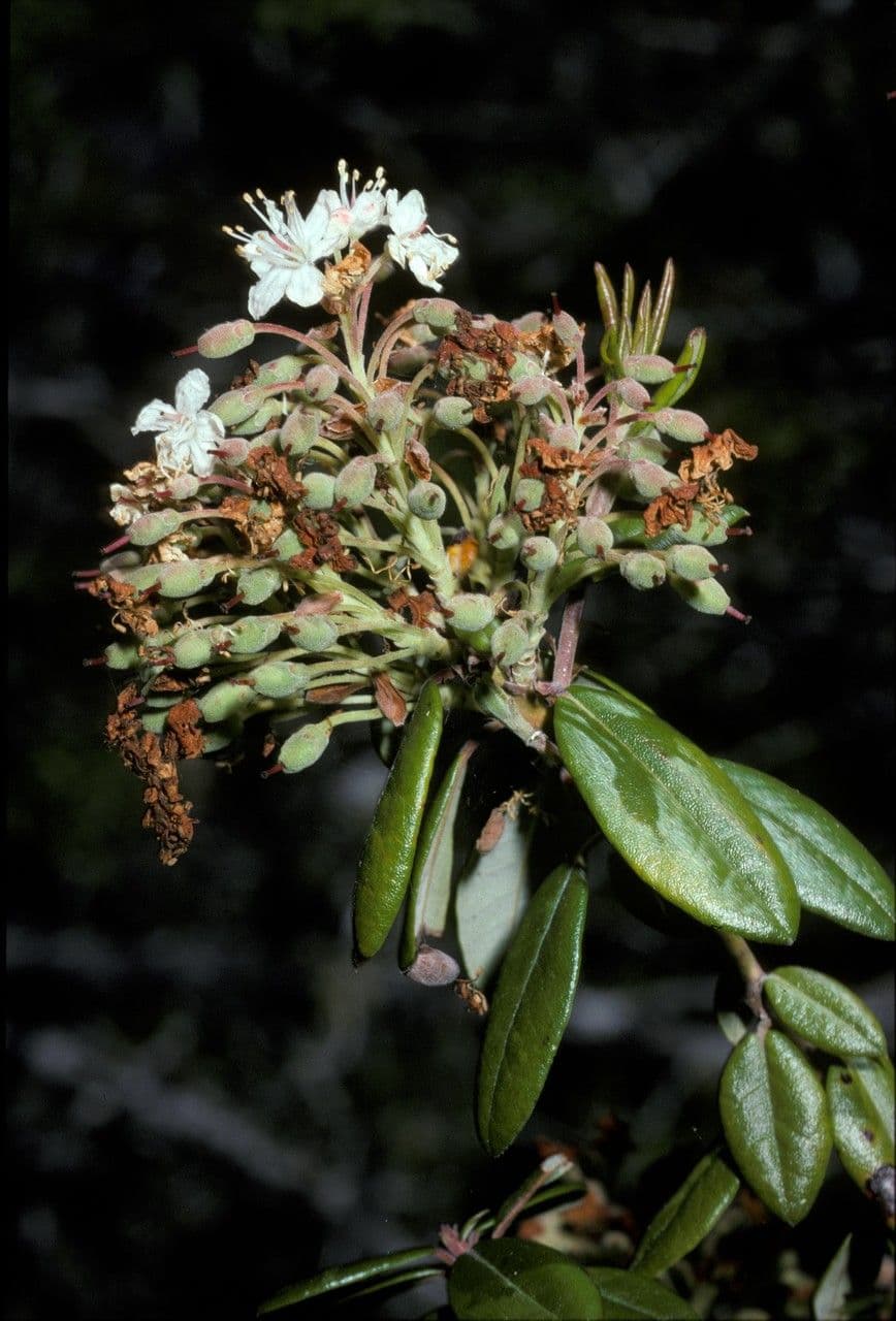 Drüsiges Ledum