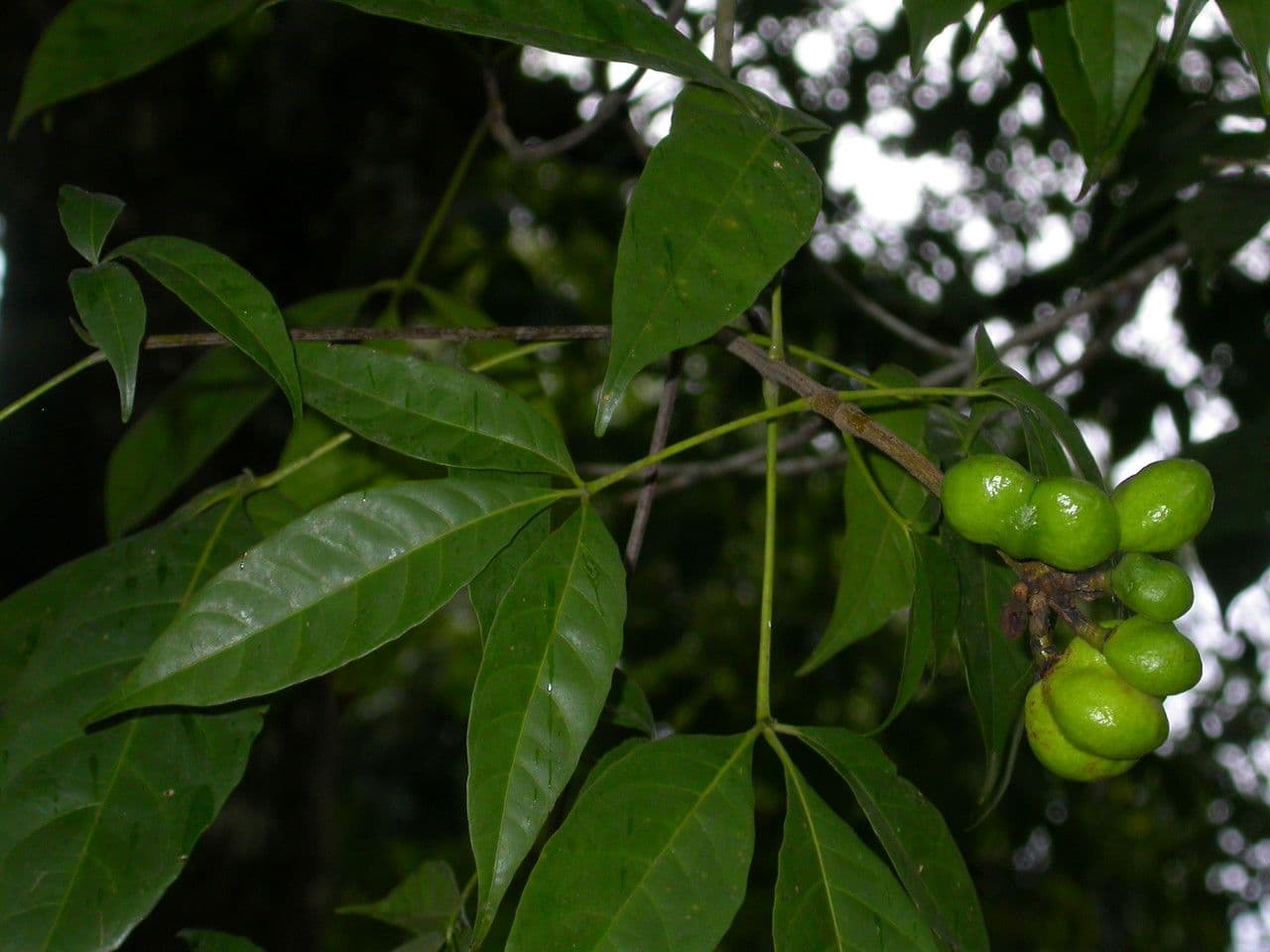 Pequi maloplodé 3