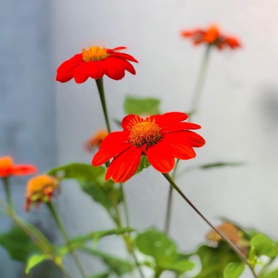 Tithonia rotundifolia 26