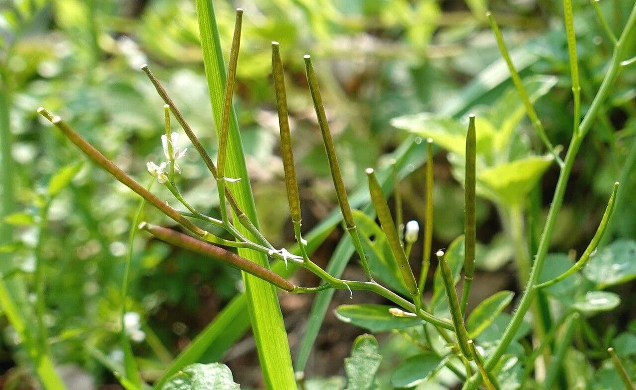 Cardamine flexueuse 3