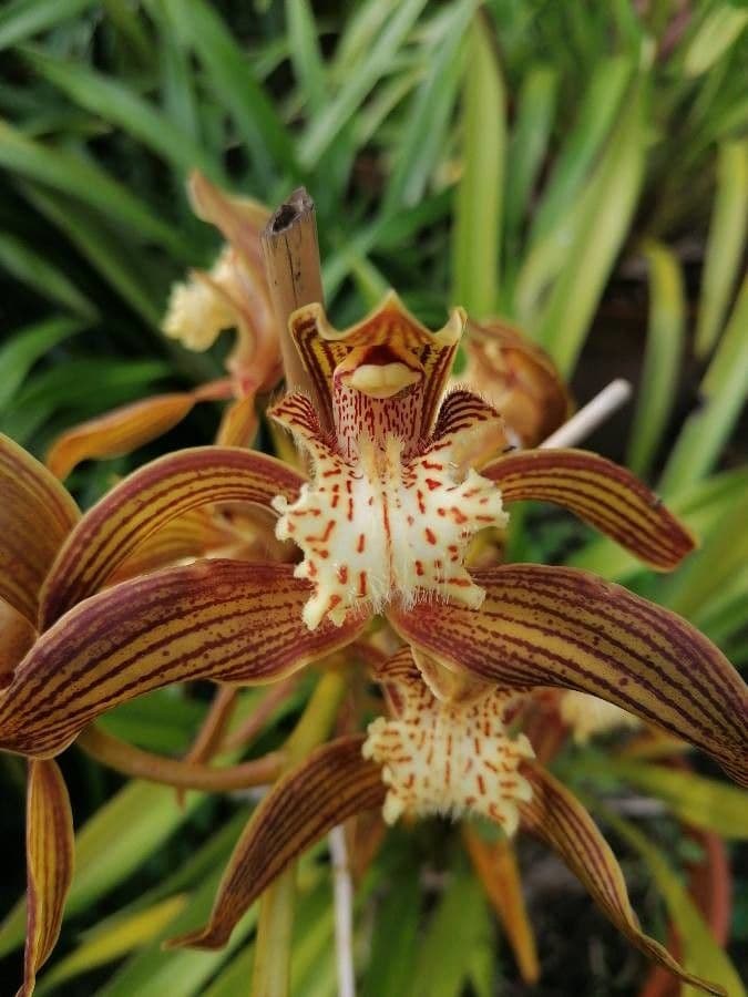 Cymbidium 11