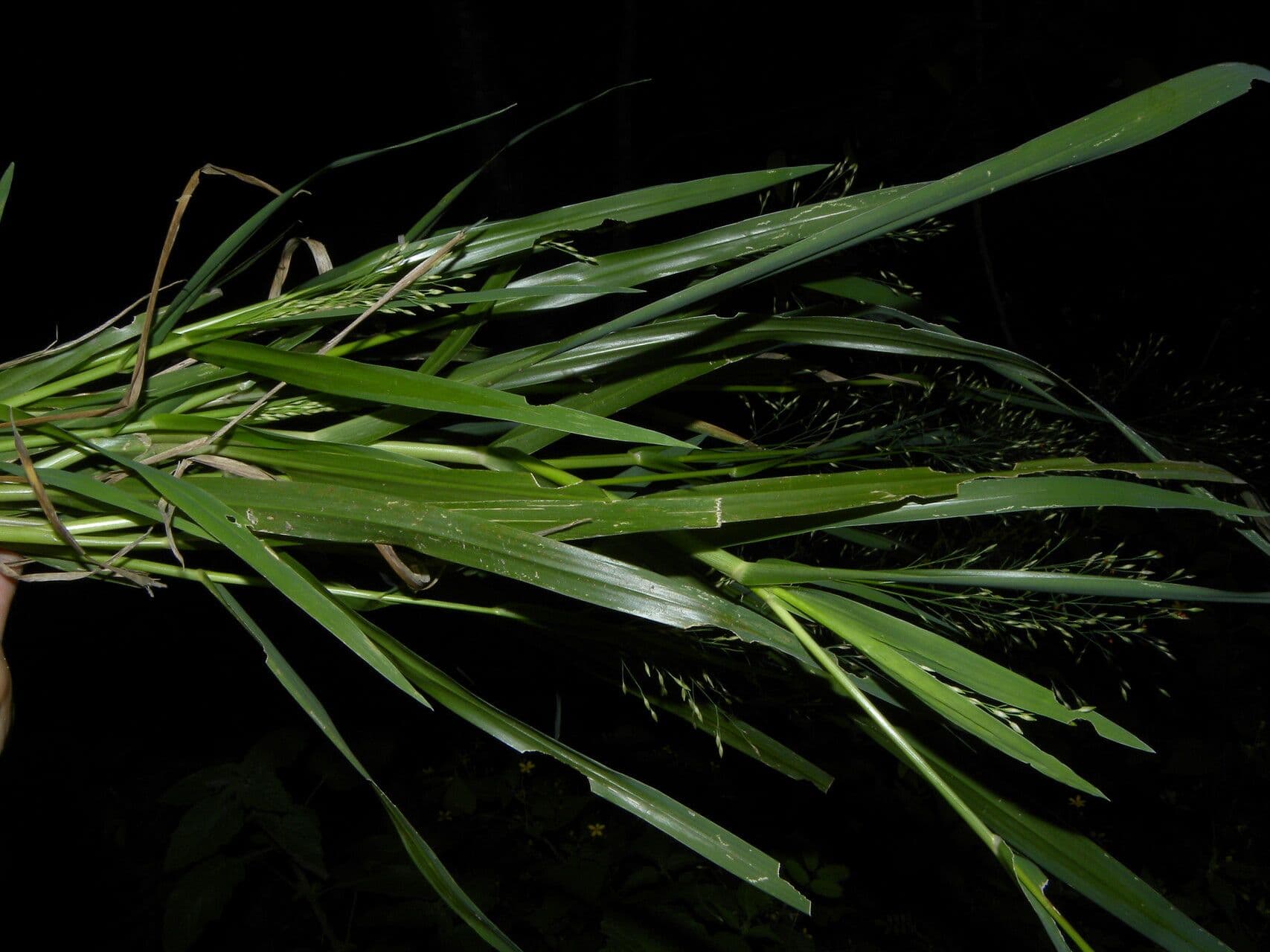 Panicum 12