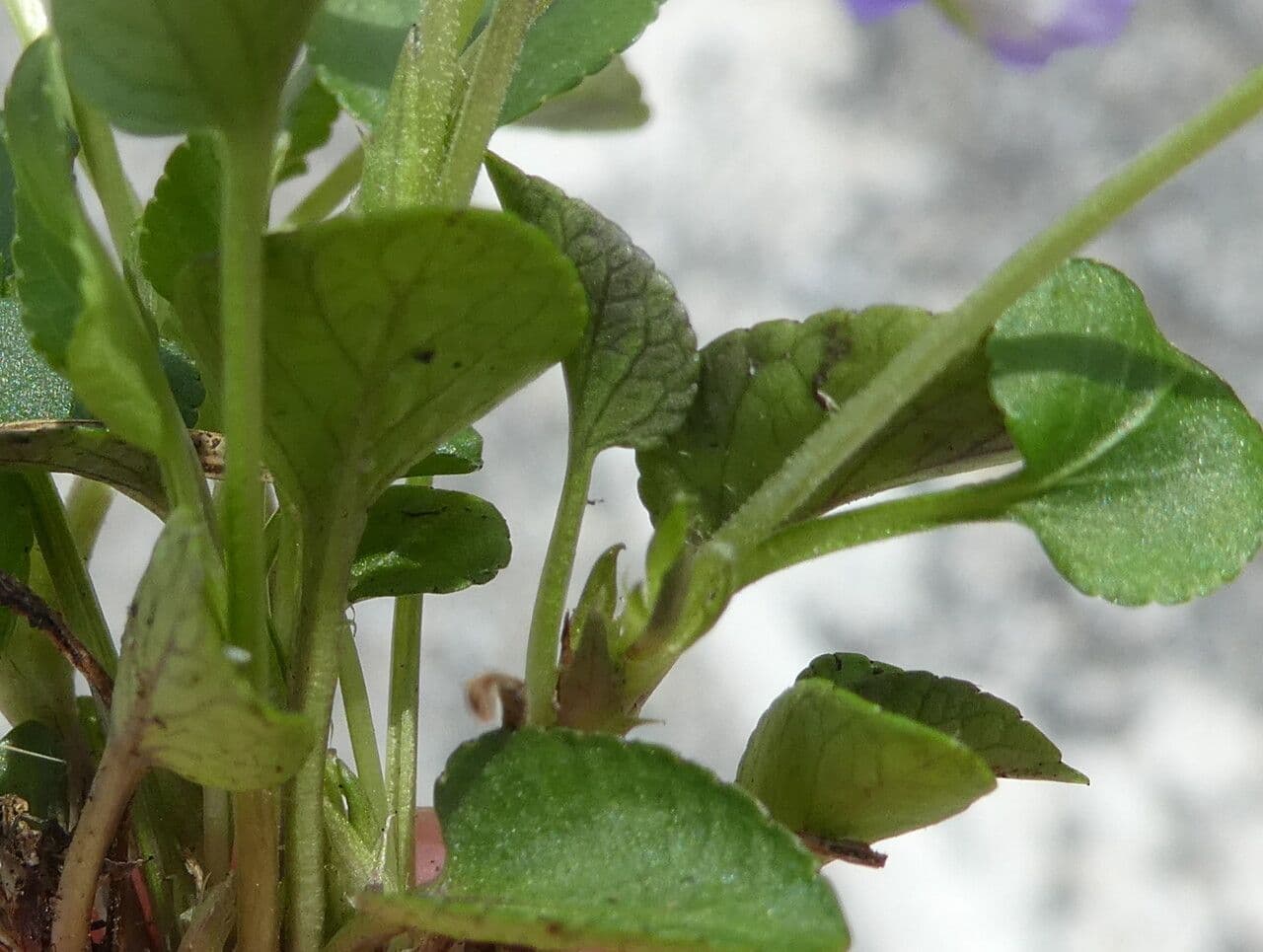 Viola rupestre 16