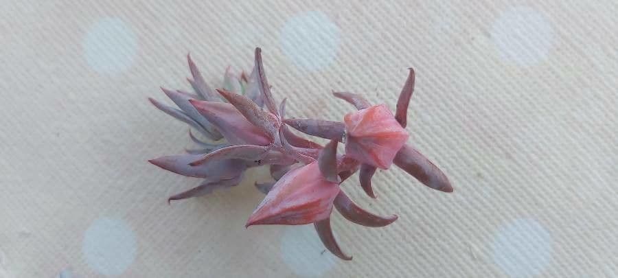 Echeveria 2