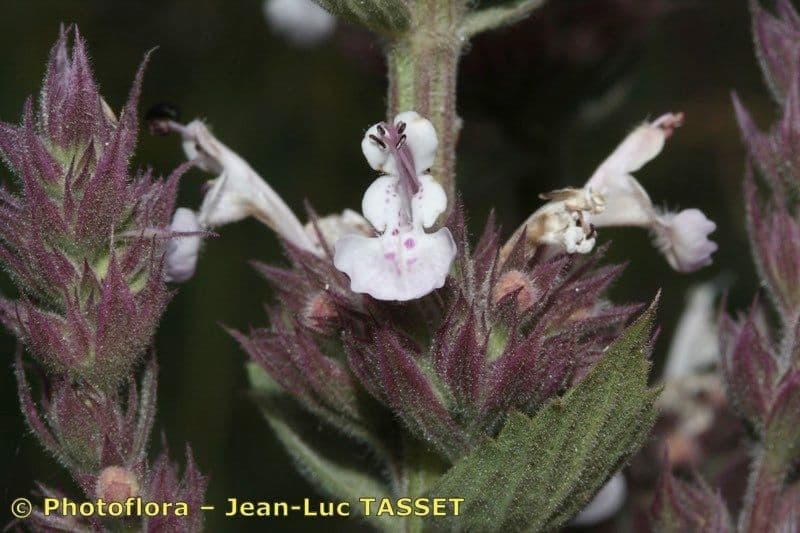 Menta gatuna 2