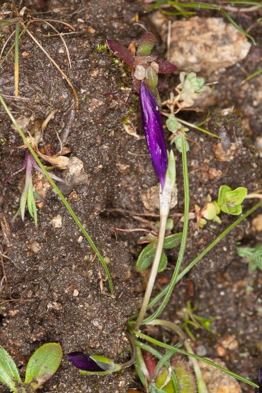 Romulea 12