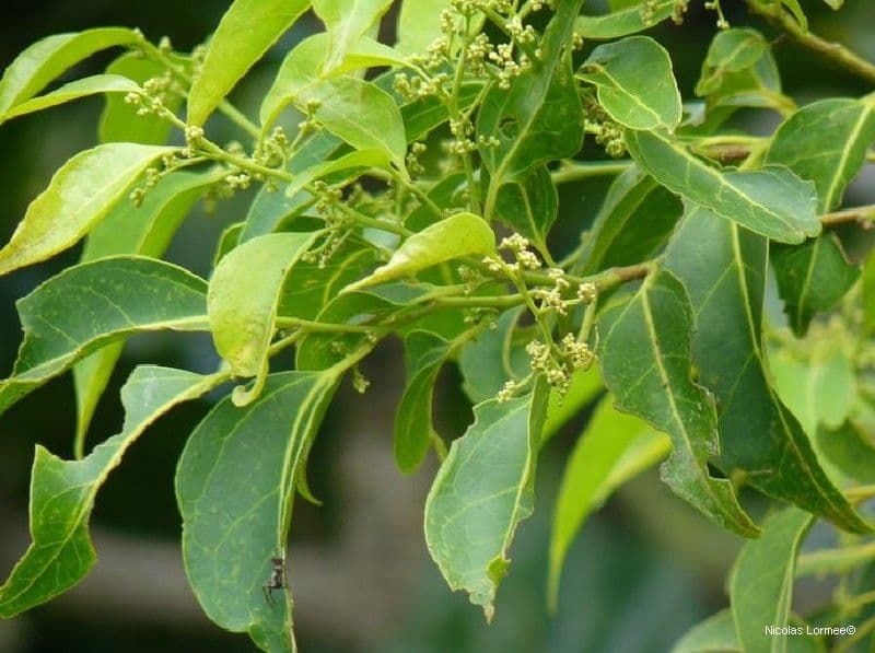 Celtis paniculata 3
