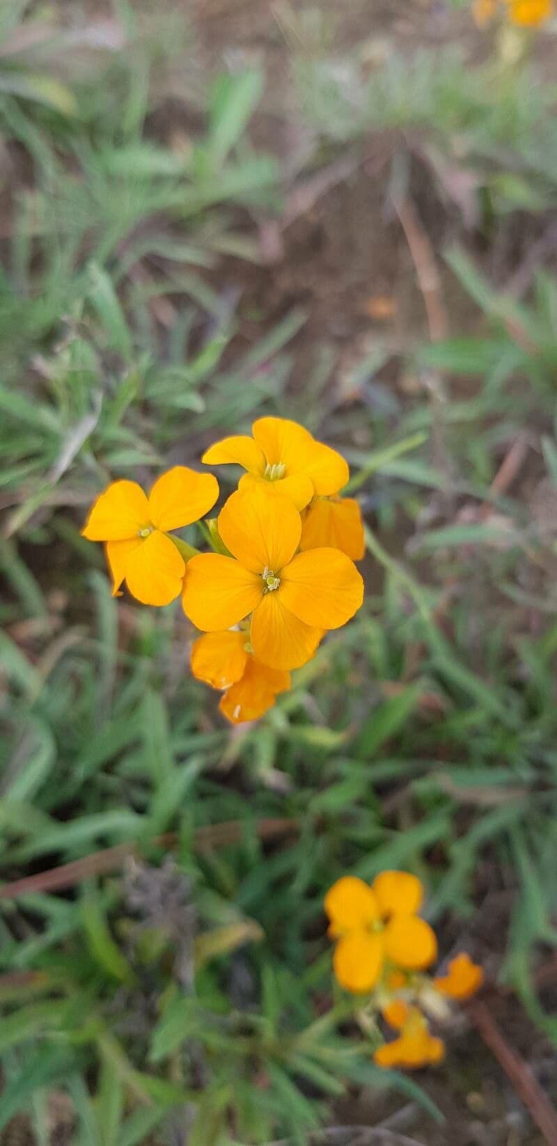 Violaciocca afghana 2