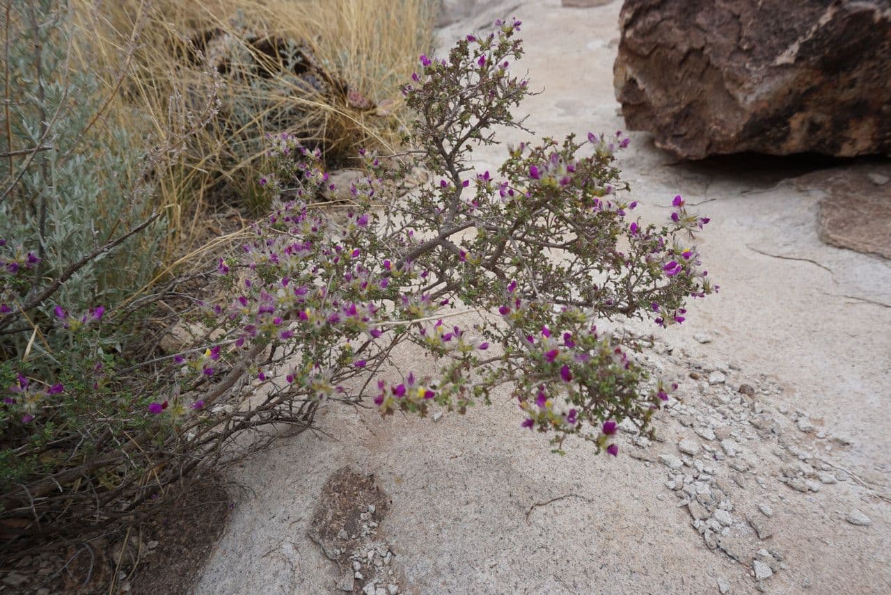 Dalea formosa 6