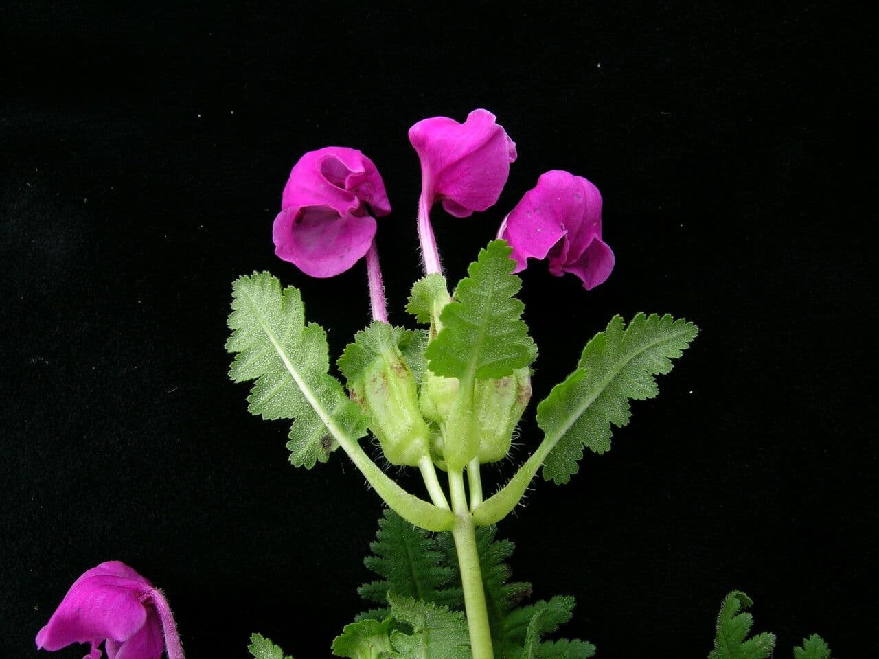 Pedicularis 2