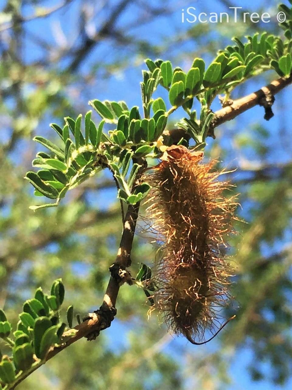 Ormocarpum 7