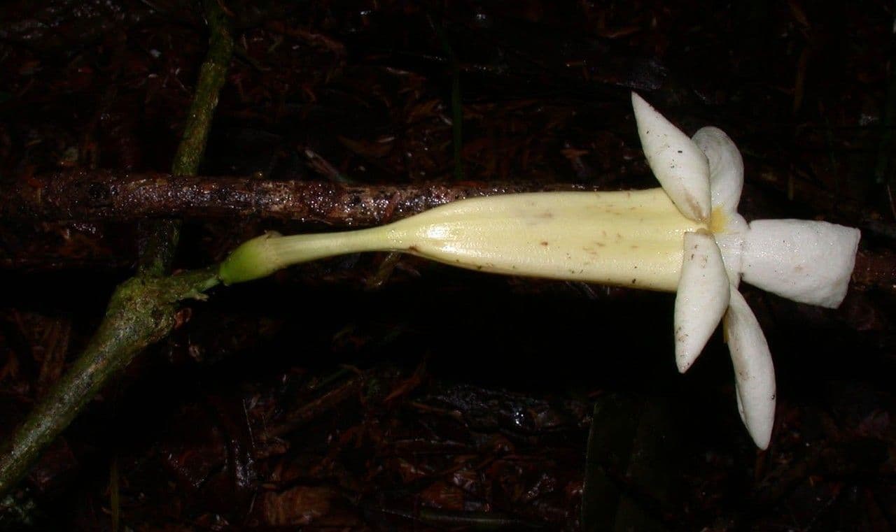 Anemopaegma 2