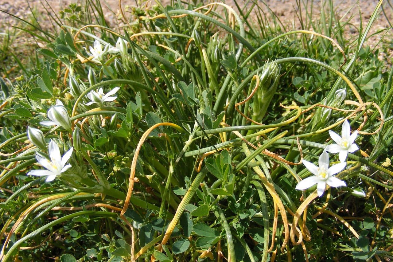Ornithogalum gussonei 7
