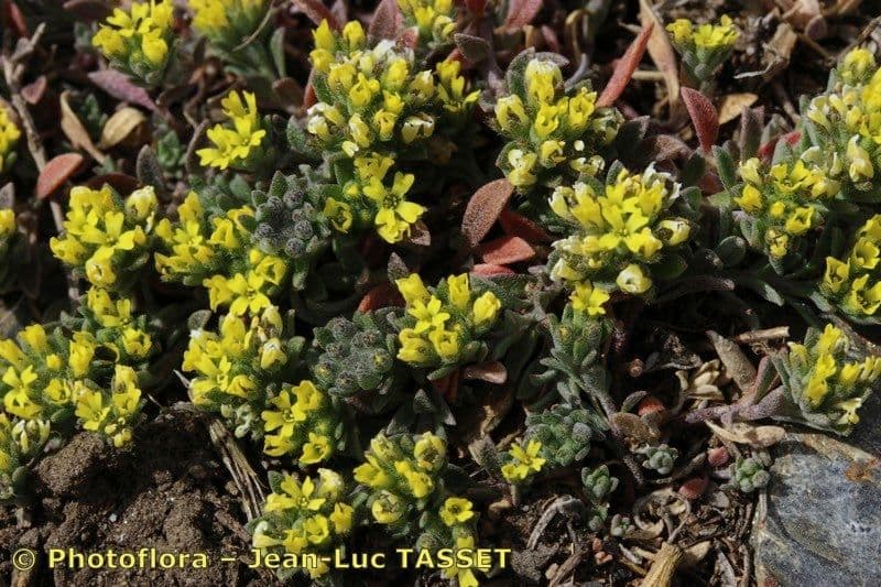 Alyssum minutum 2