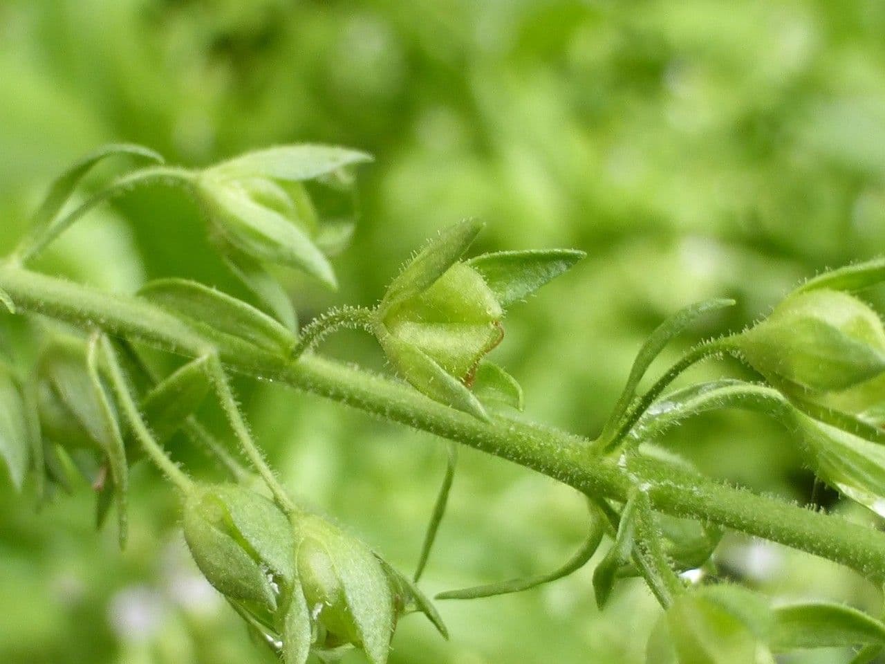 Veronica acquatica 4