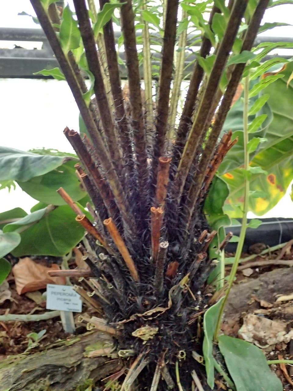 Blechnum 11