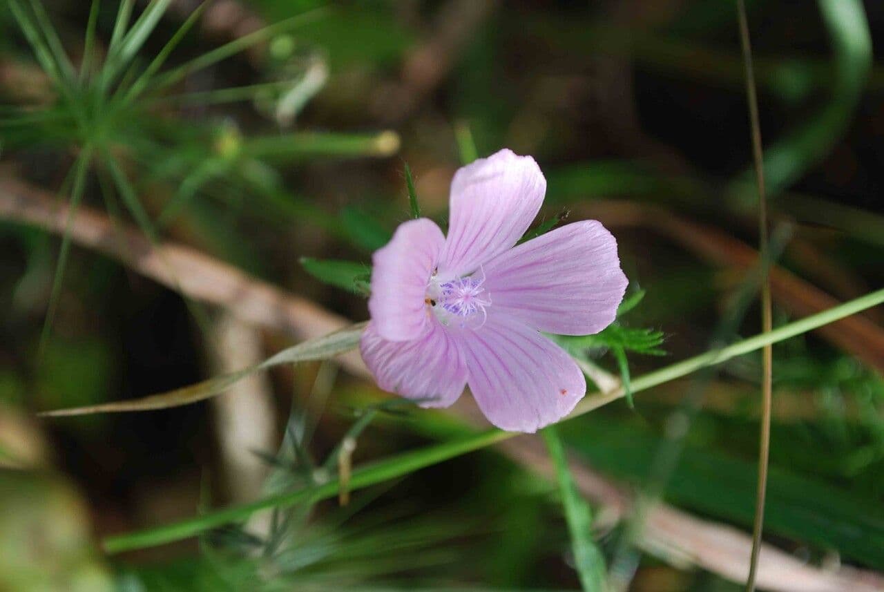 Malva di Creta 6