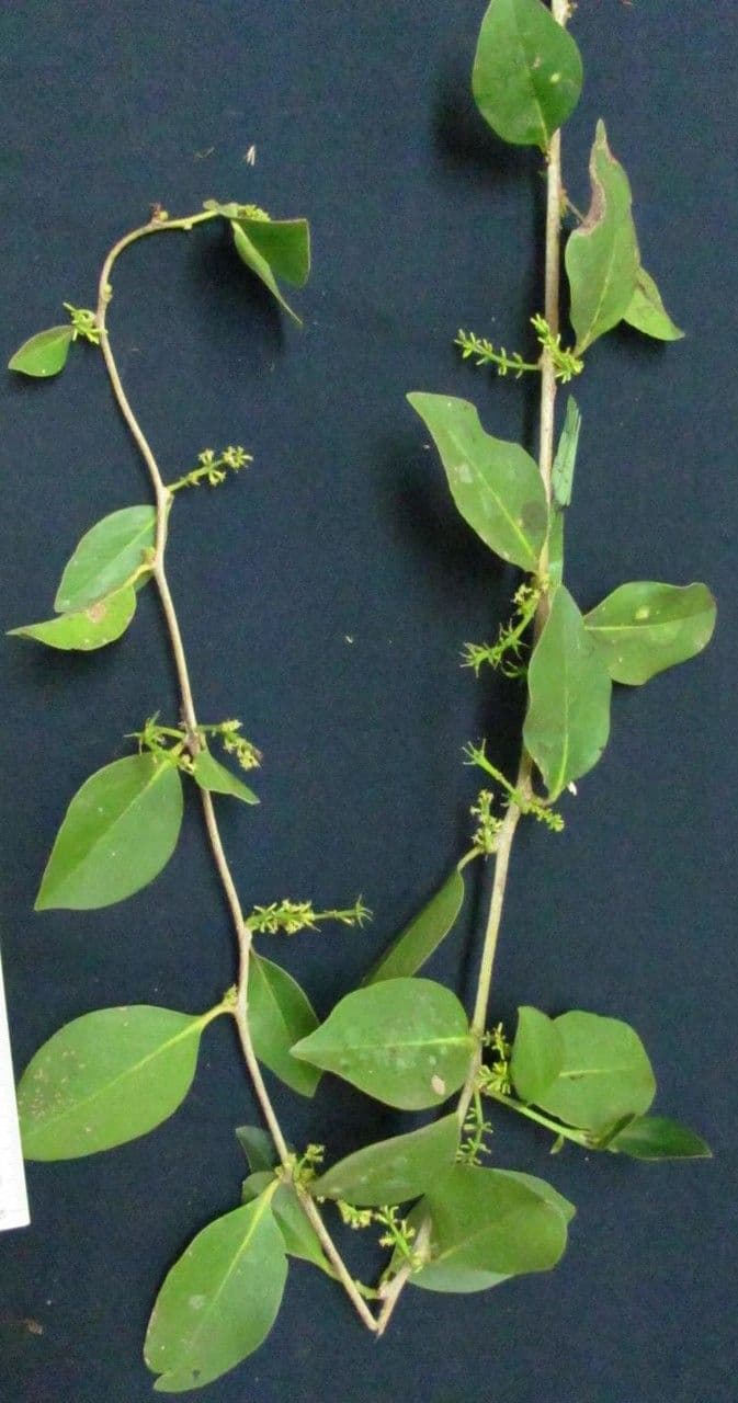 Struthanthus 3