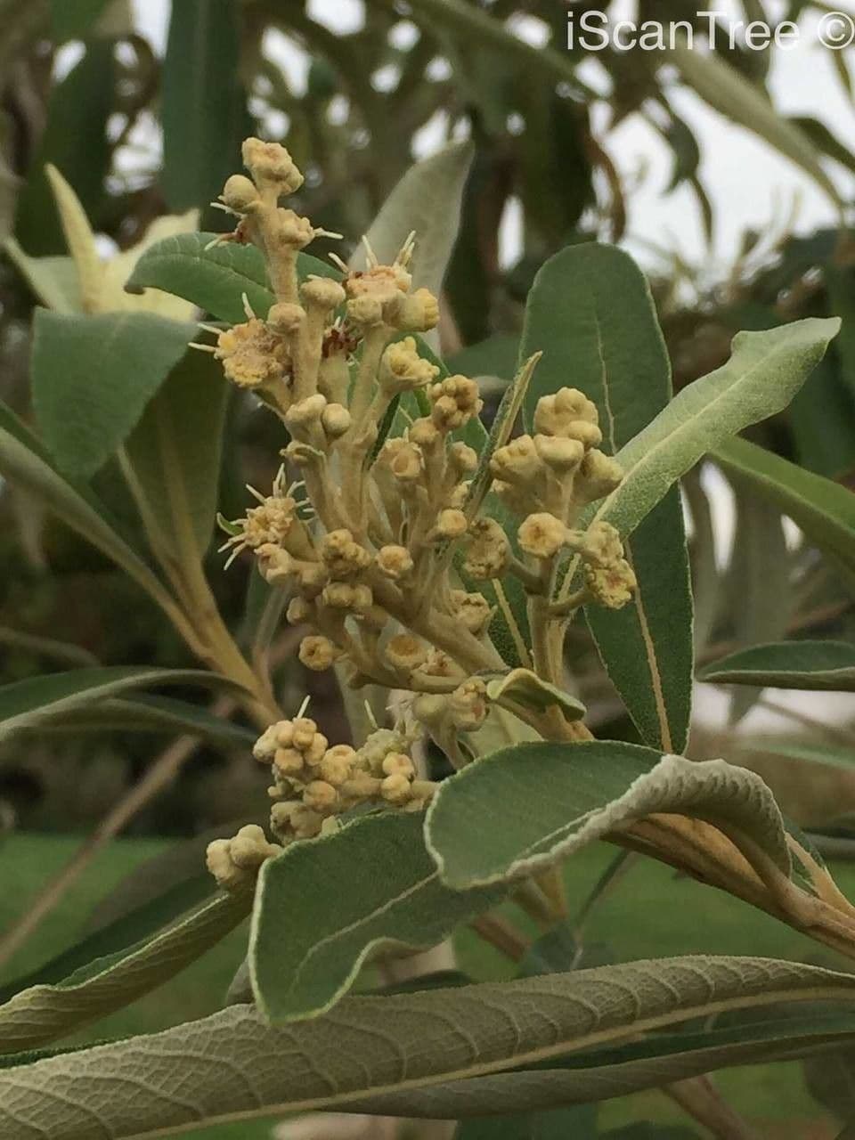 Kampherbaum 4