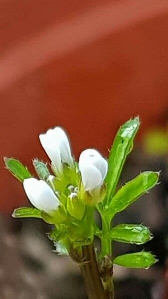 Billeri impatiens 10