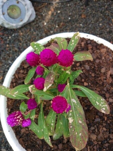 Gomphrena globuleuse 11