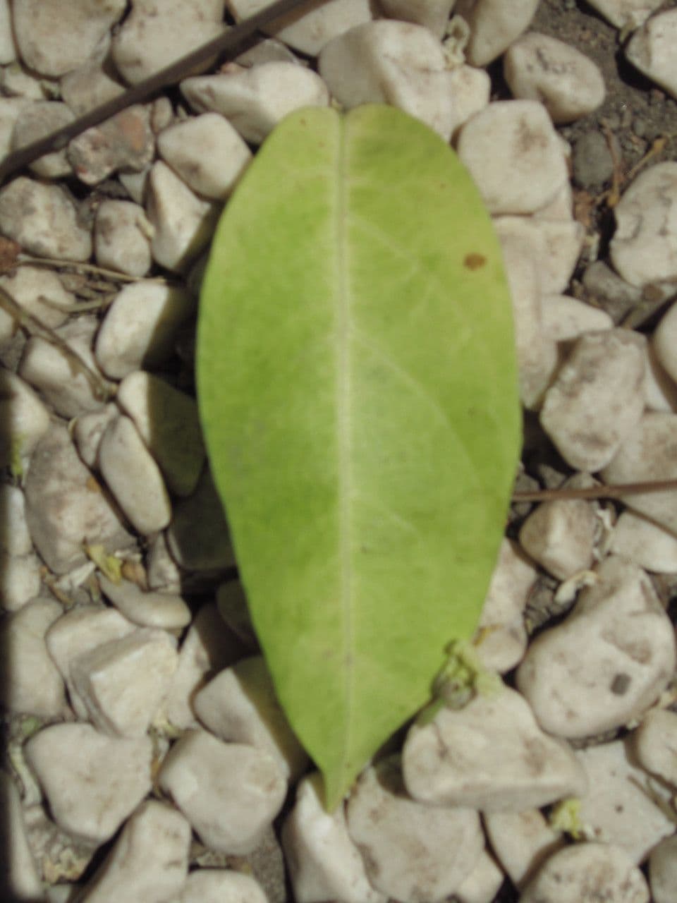 Harpullia pendula 12