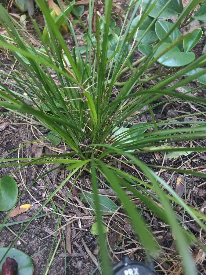 Carex di Lachenal 17