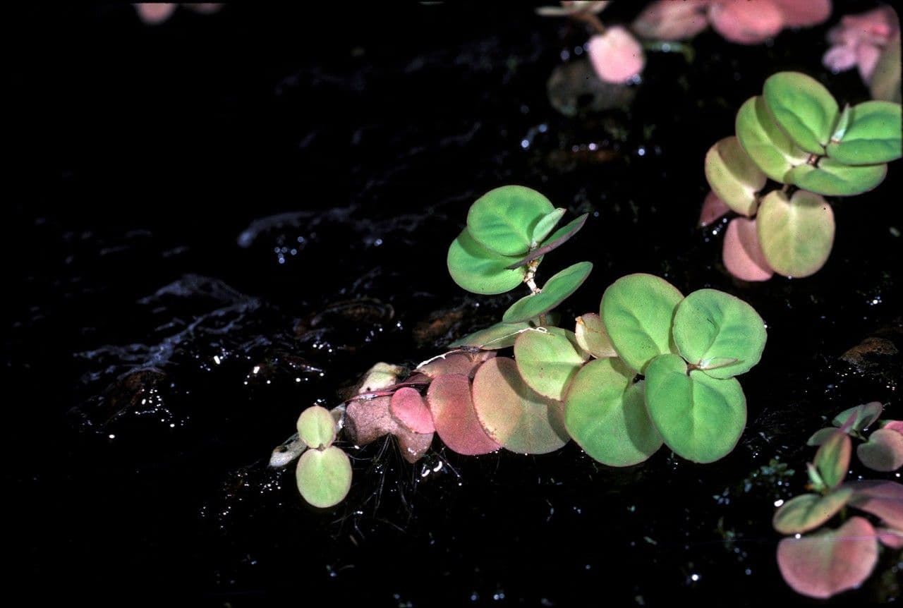 Phyllanthe flottant