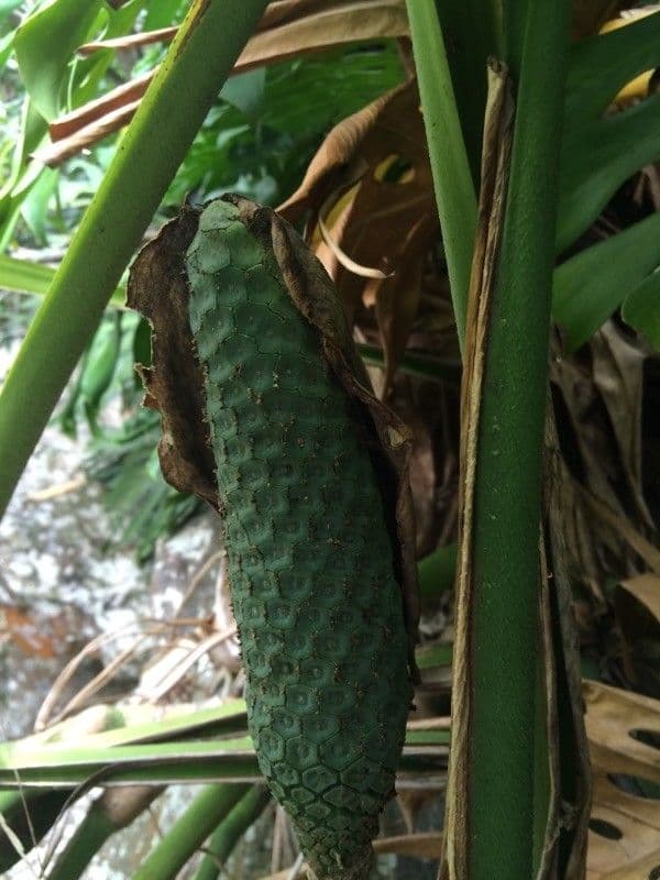 Monstera lahodná 3