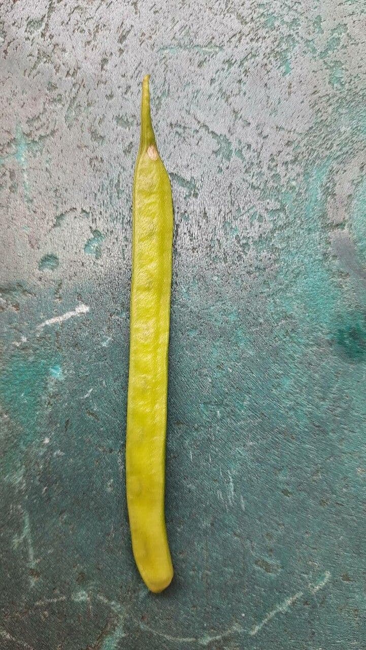 Guar 2