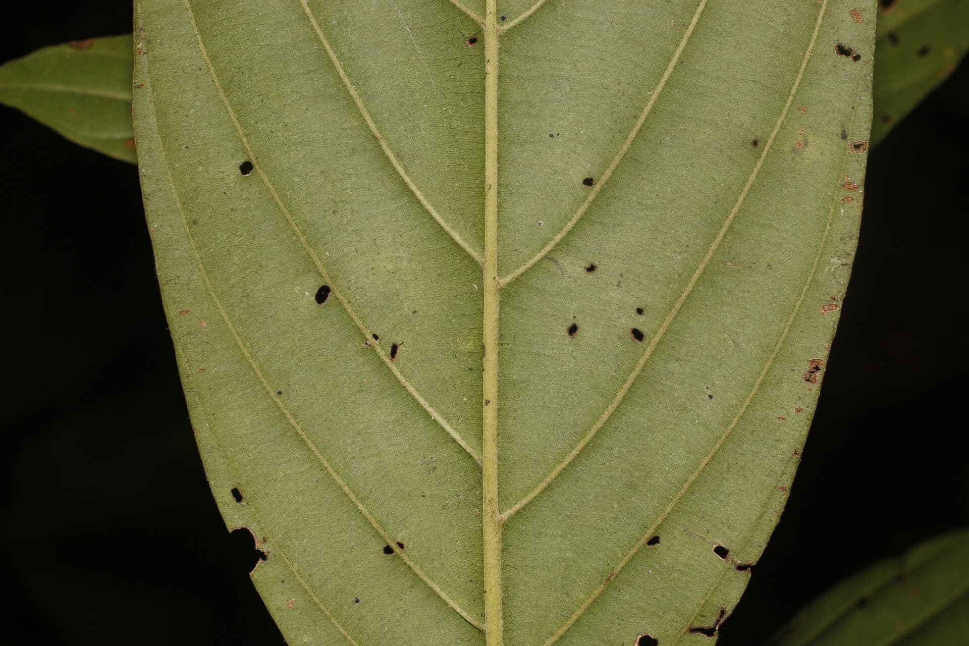 Amaioua 5