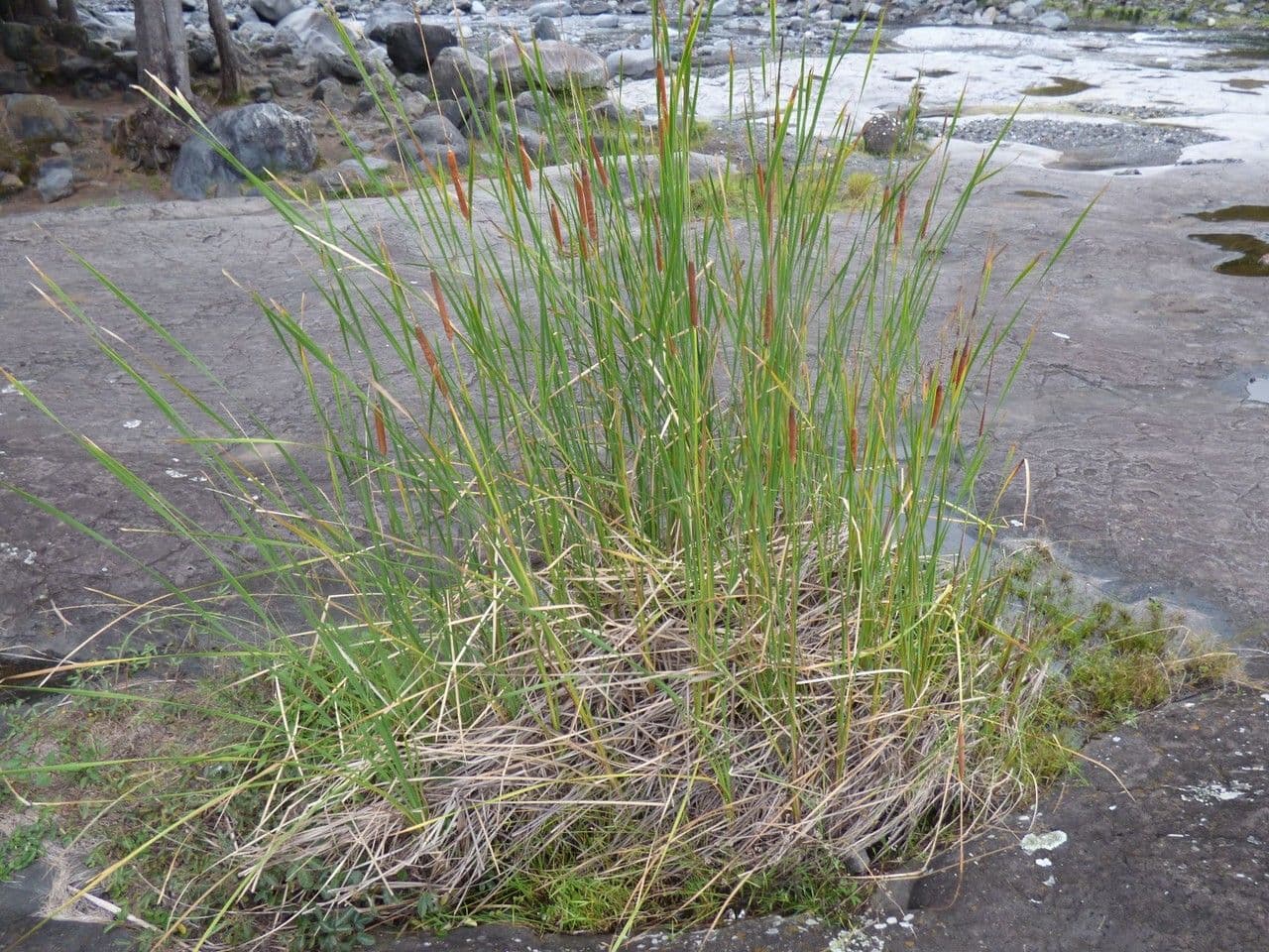Totora 14