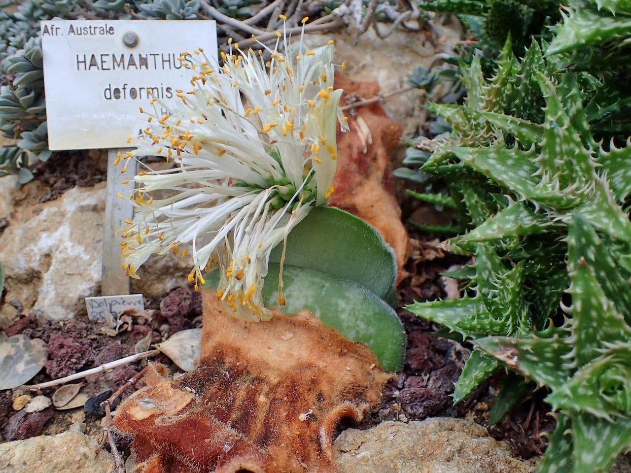 Haemanthus 8