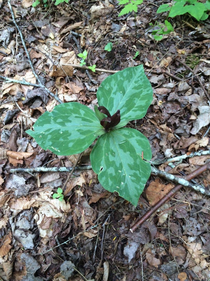 Trillium cuneatum 6