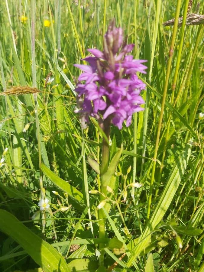 Orchis négligé 21