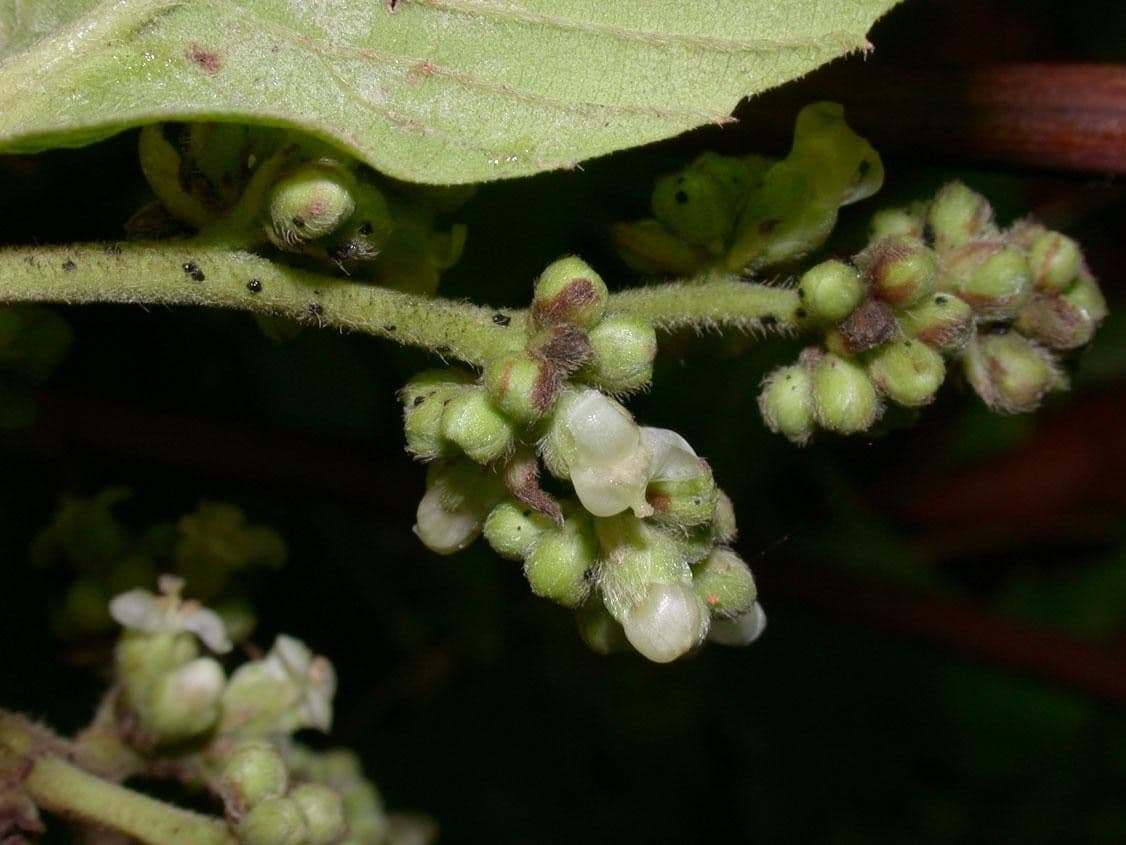 Tetracera 5