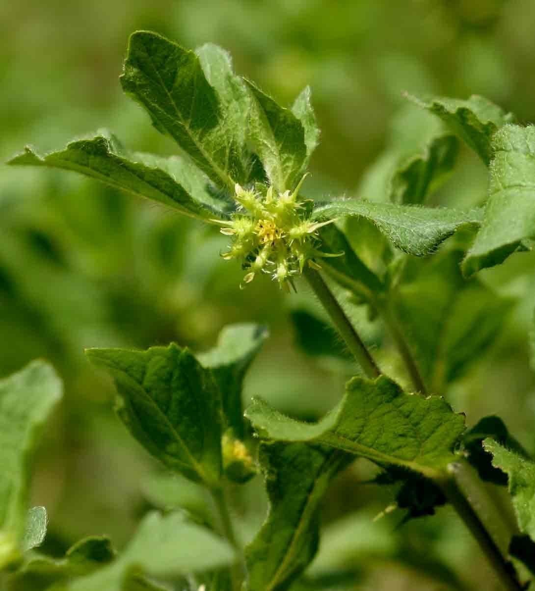Acanthospermum 6