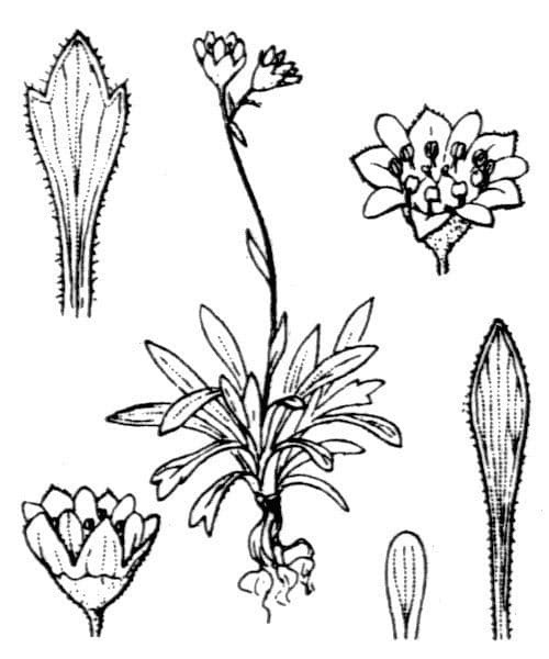 Seguiers Steinbrech 4