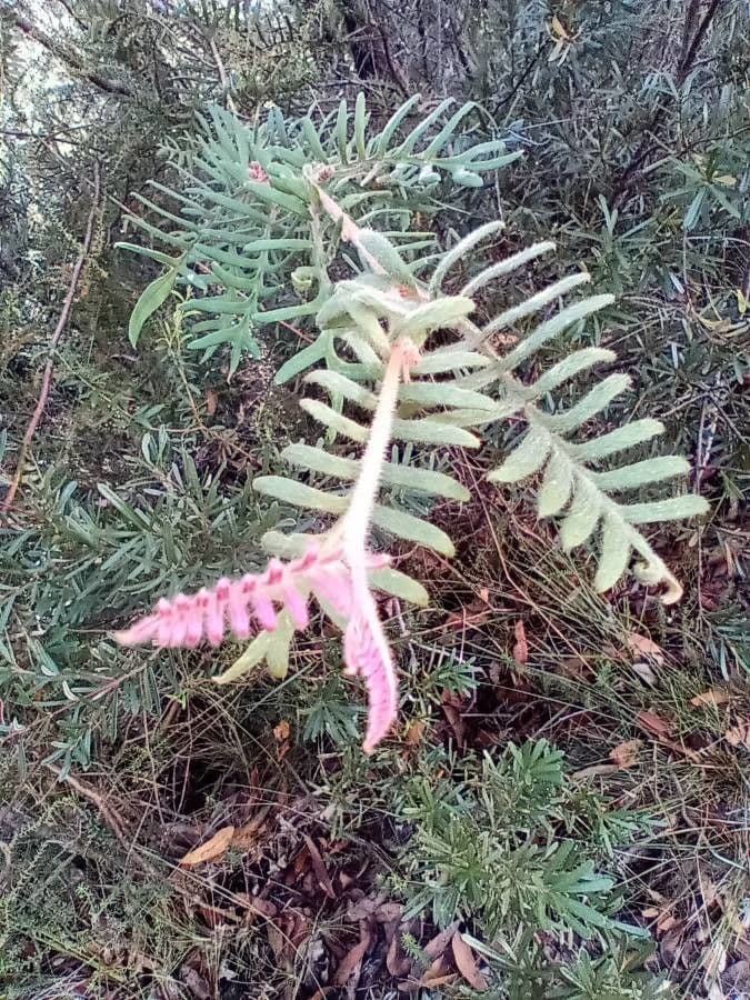 Grevillea caleyi 5