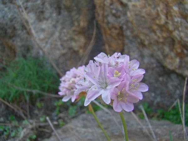 Armeria ruscinonensis 2