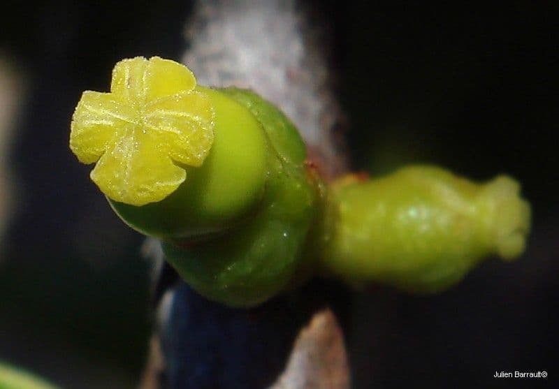 Austrobuxus 3