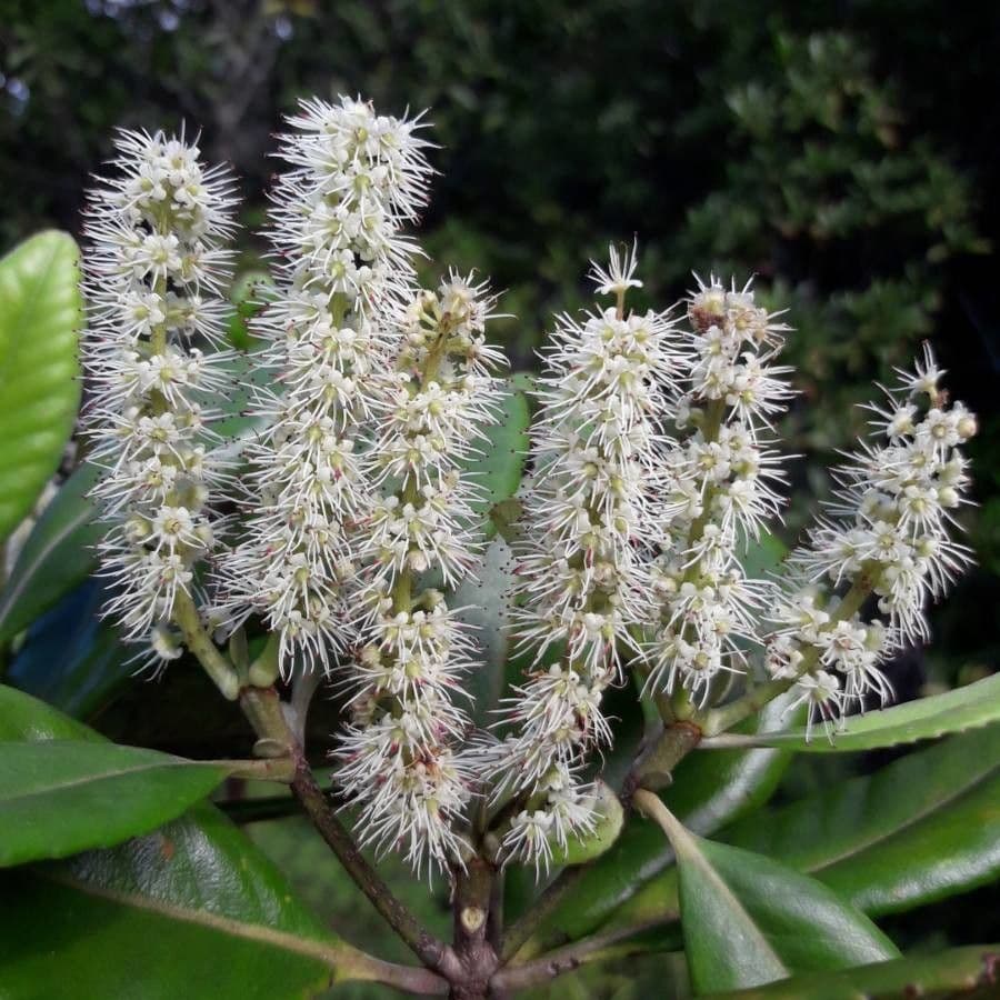 Cunonia 8