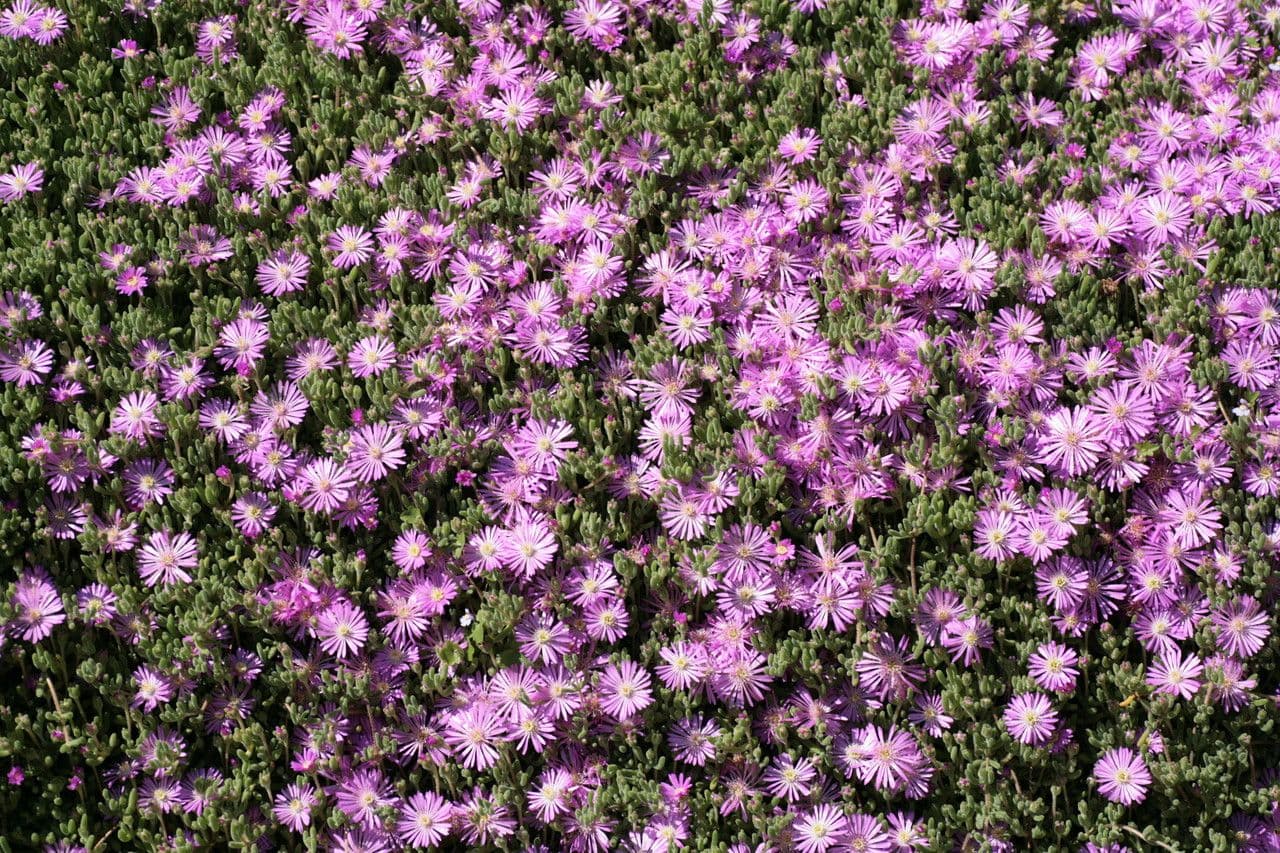 Drosanthemum fleuri 8