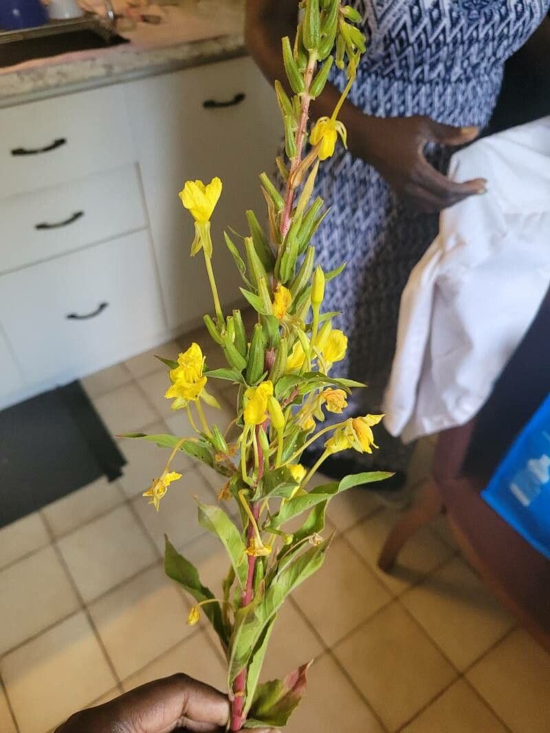 Enagra parviflora 7